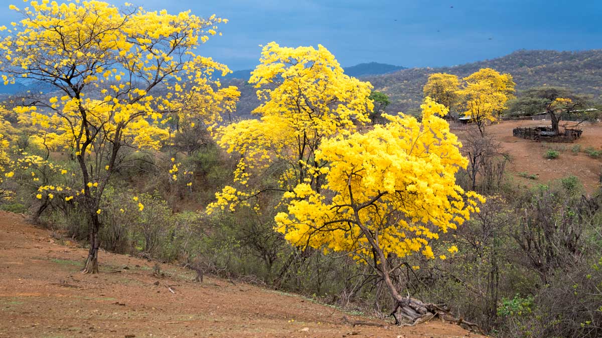 A Brilliant Guayacan; Mangahurco, Ecuador | ©Angela Drake