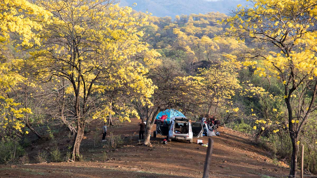 Camping among the Guayacanes; Mangahurco, Ecuador | ©Angela Drake