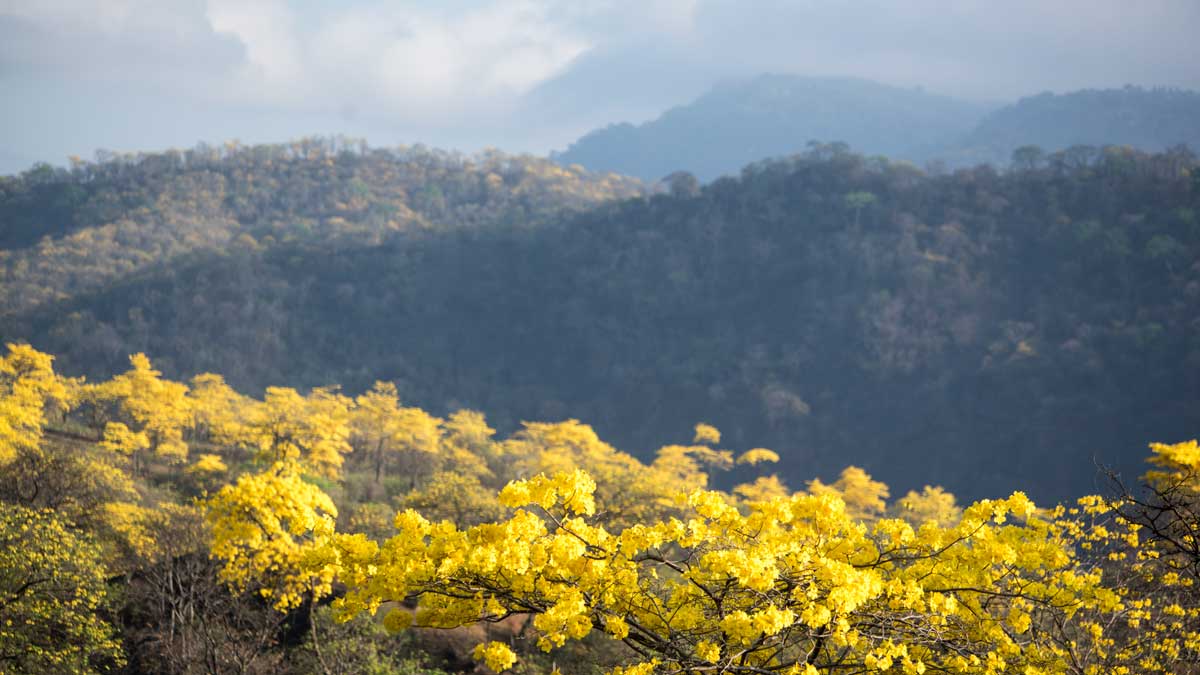 Guayacanes and Dry Forest; Mangahurco, Ecuador | ©Angela Drake