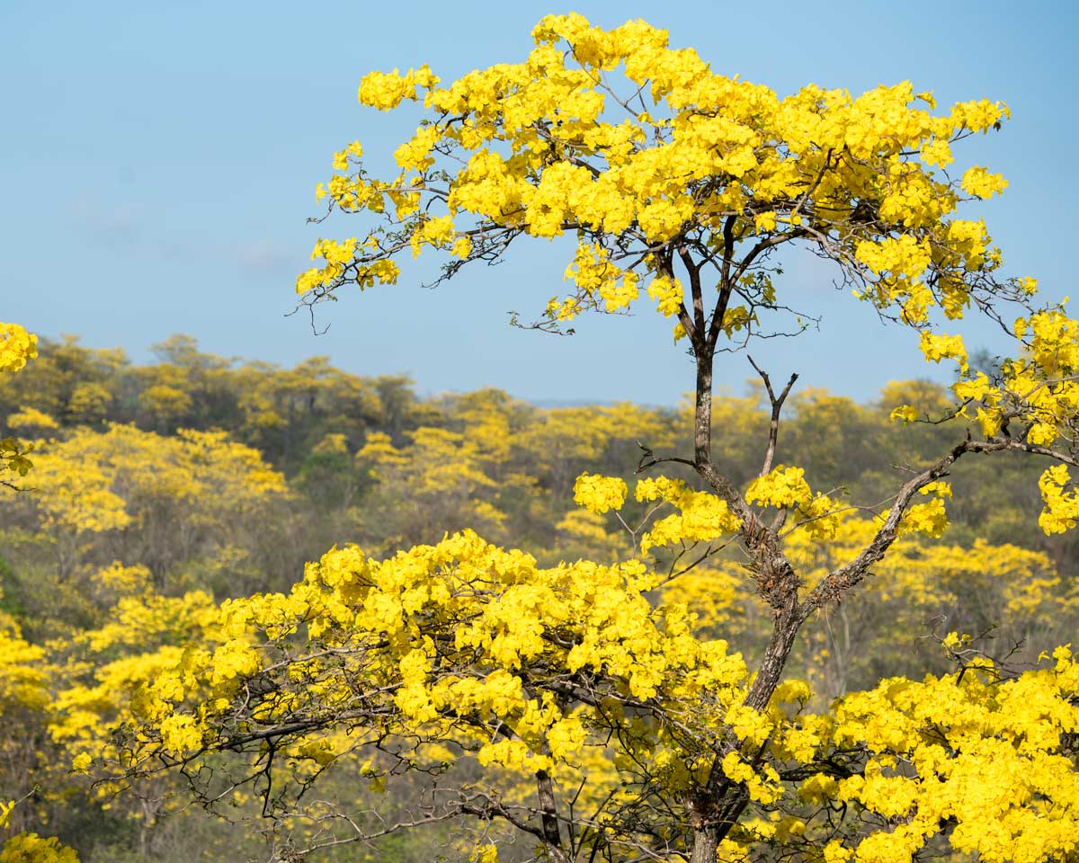 A Guayacan Stands Tall; Mangahurco, Ecuador | ©Angela Drake