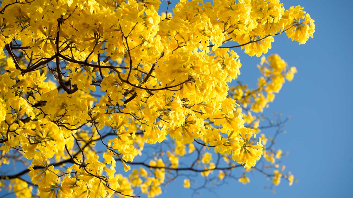 Guayacan Flowers; Mangahurco, Ecuador | ©Angela Drake