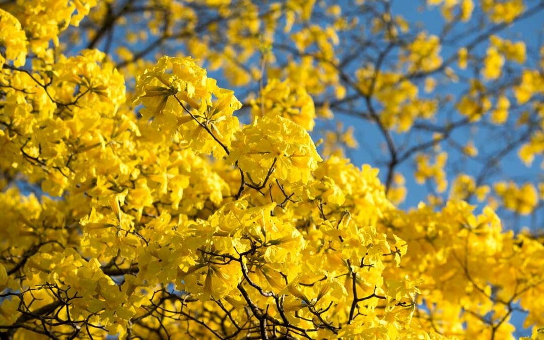 Flowering Forests of Gold Arrive With the New Year