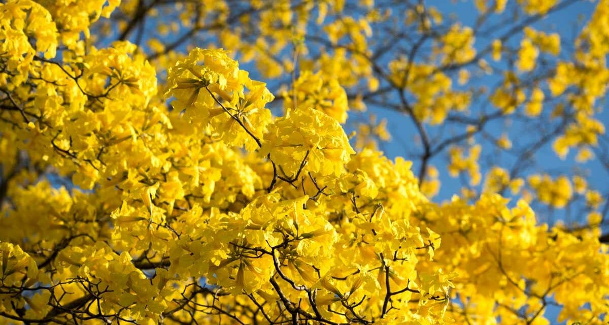Flowering Forests of Gold Arrive With the New Year