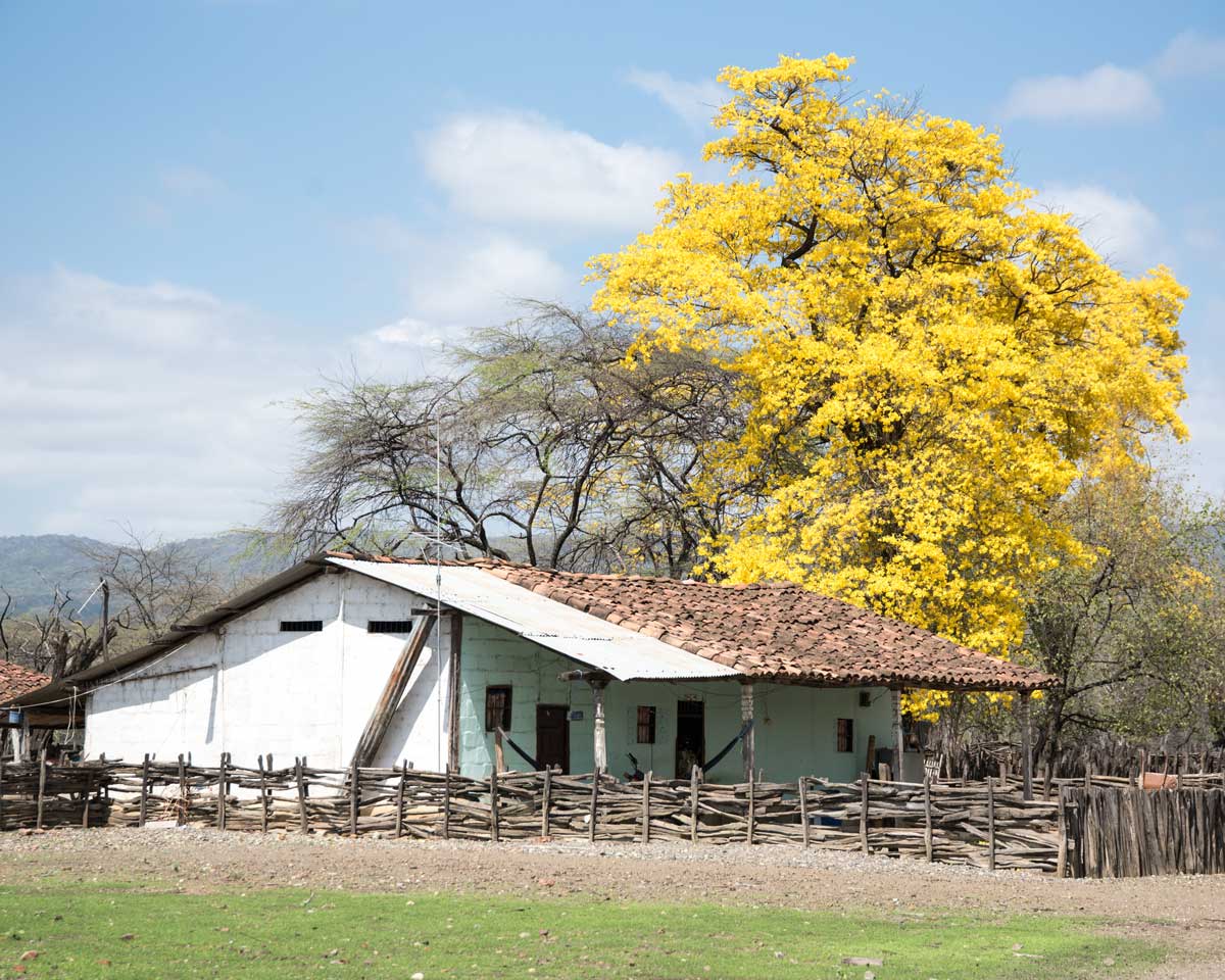 A brilliant Guayacan with local farmhouse; Cazaderos, Ecuador | ©Angela Drake