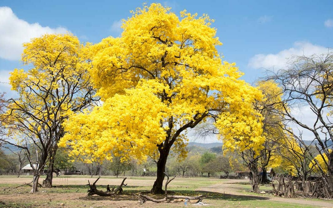 The Flowering Guayacanes: A Photo Essay