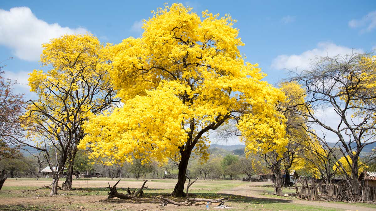 Brilliant Yellow Guayacan; Cazaderos, Ecuador | ©Angela Drake
