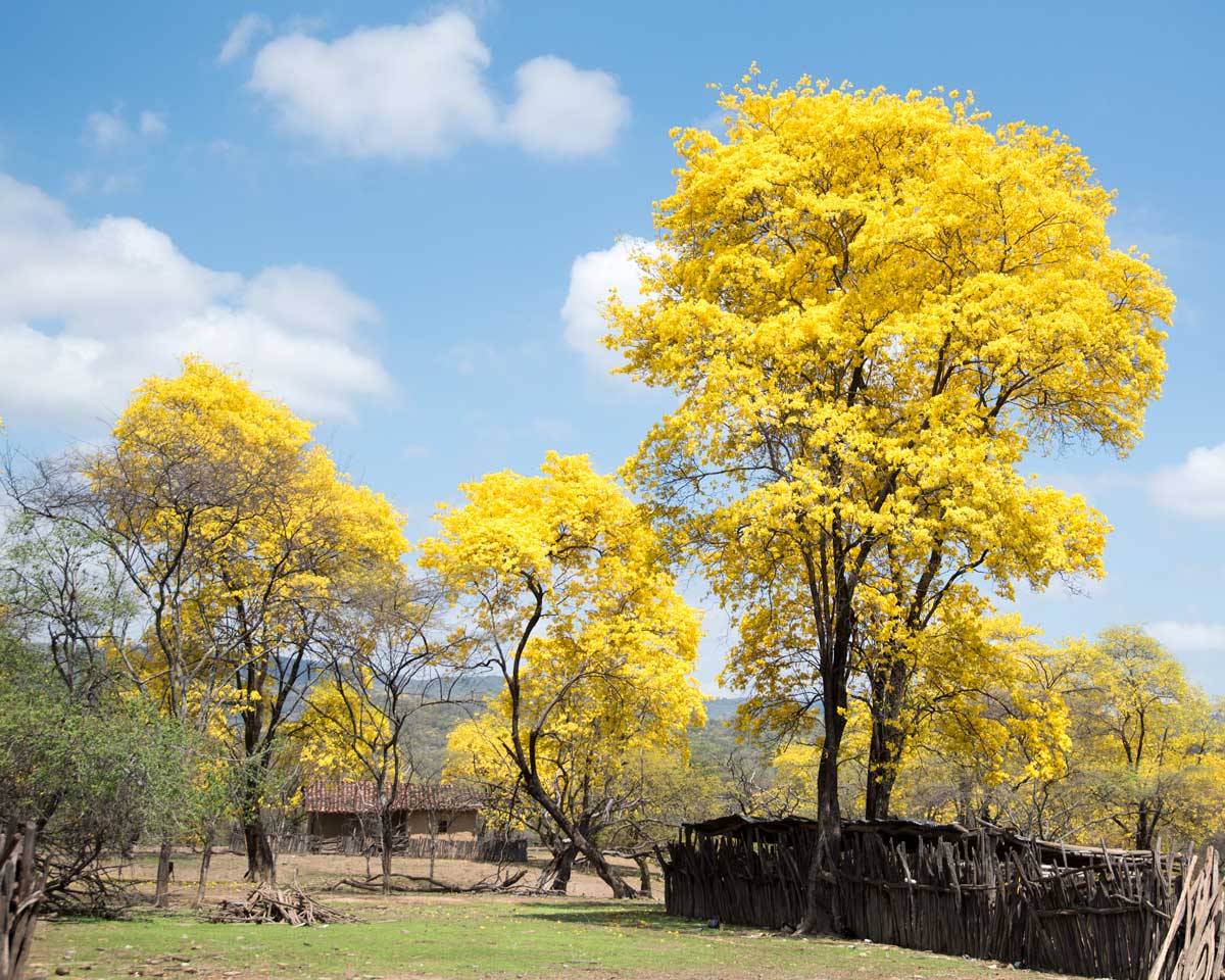 Guayacanes in Cazaderos, Ecuador | ©Angela Drake