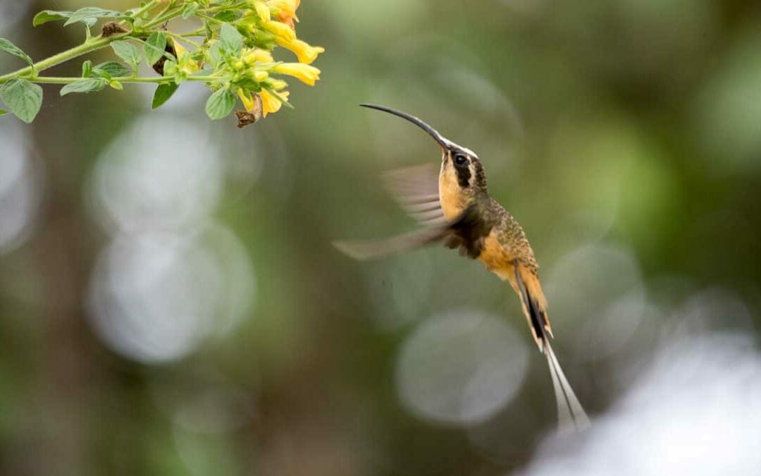 The Birdwatchers House, Mindo, Ecuador