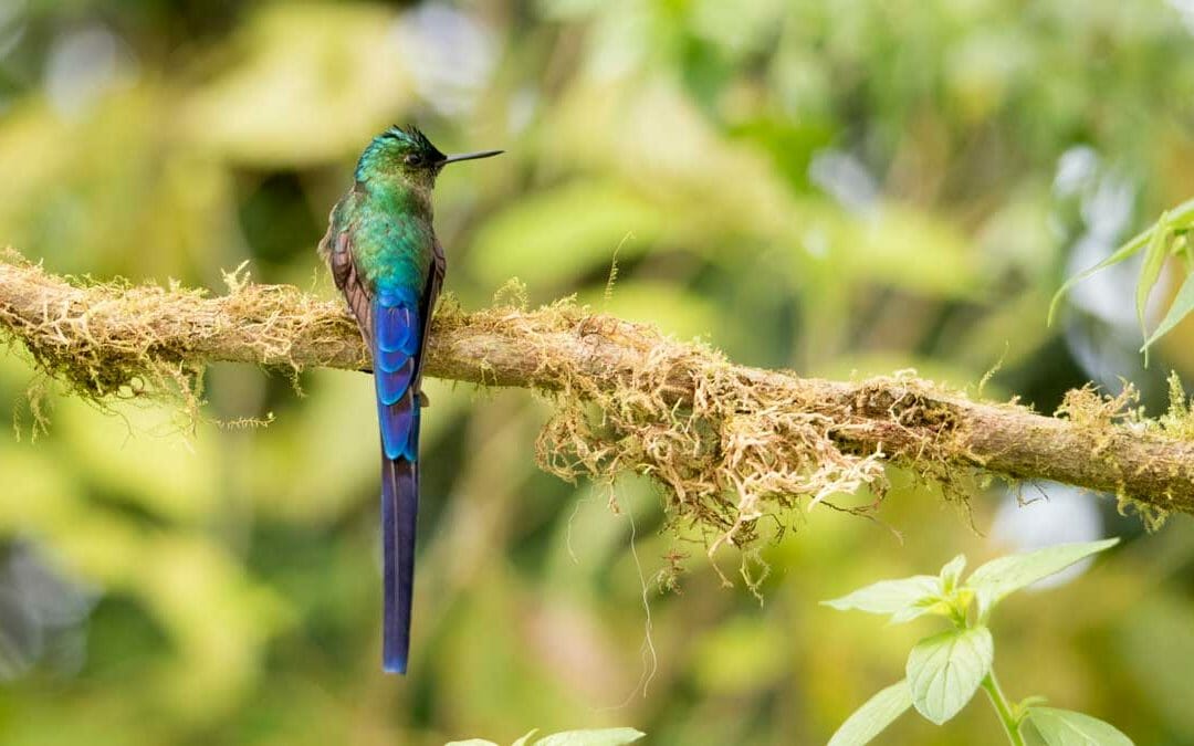 A Stunning Long-Tailed Hummingbird Near Quito