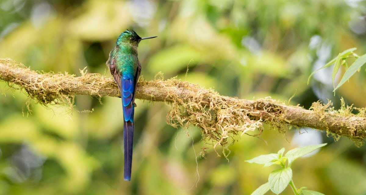 A Stunning Long-Tailed Hummingbird Near Quito