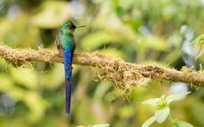 A Stunning Long-Tailed Hummingbird Near Quito