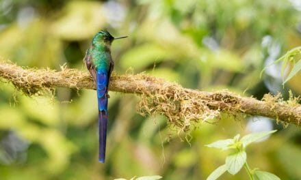 Un impresionante colibrí de cola larga cerca de Quito