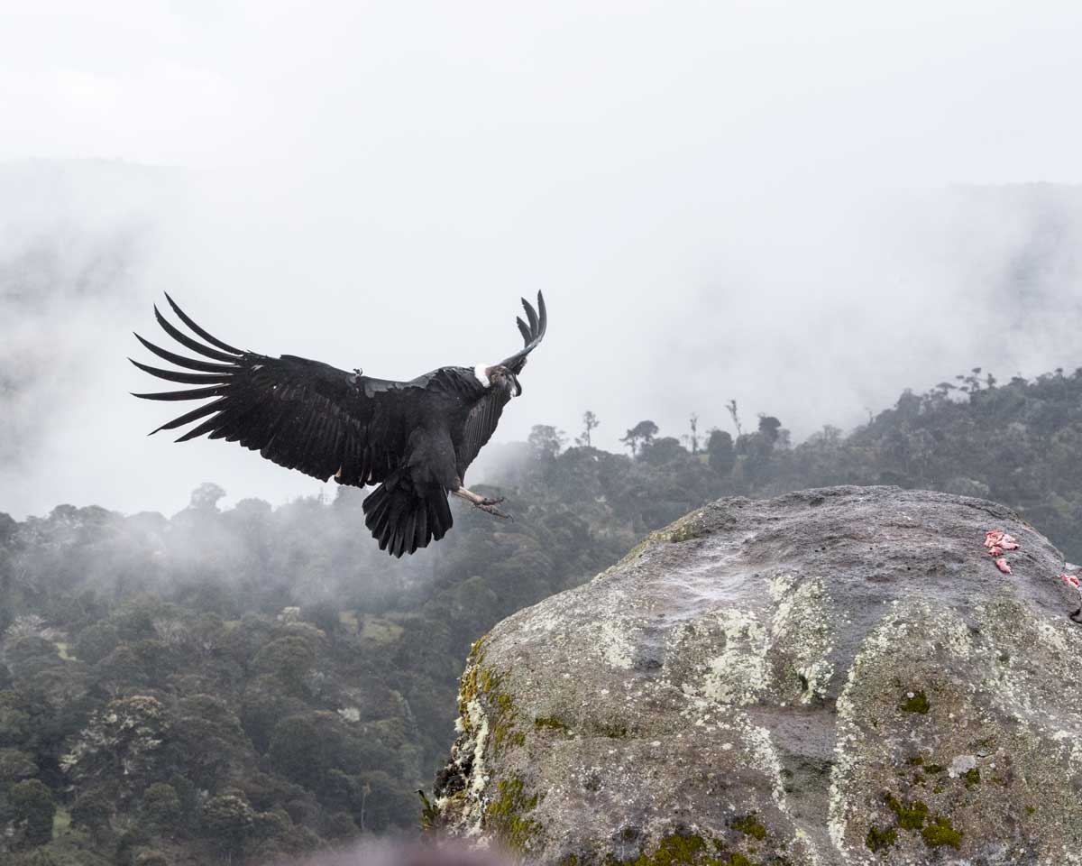 An Andean Condor Landing, Purace, Colombia | ©Angela Drake