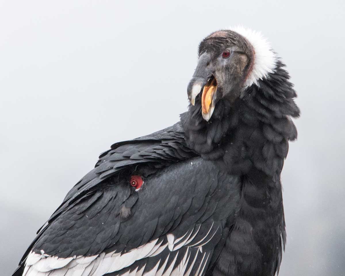 Close-up of an Andean Condor, Purace, Colombia | ©Angela Drake