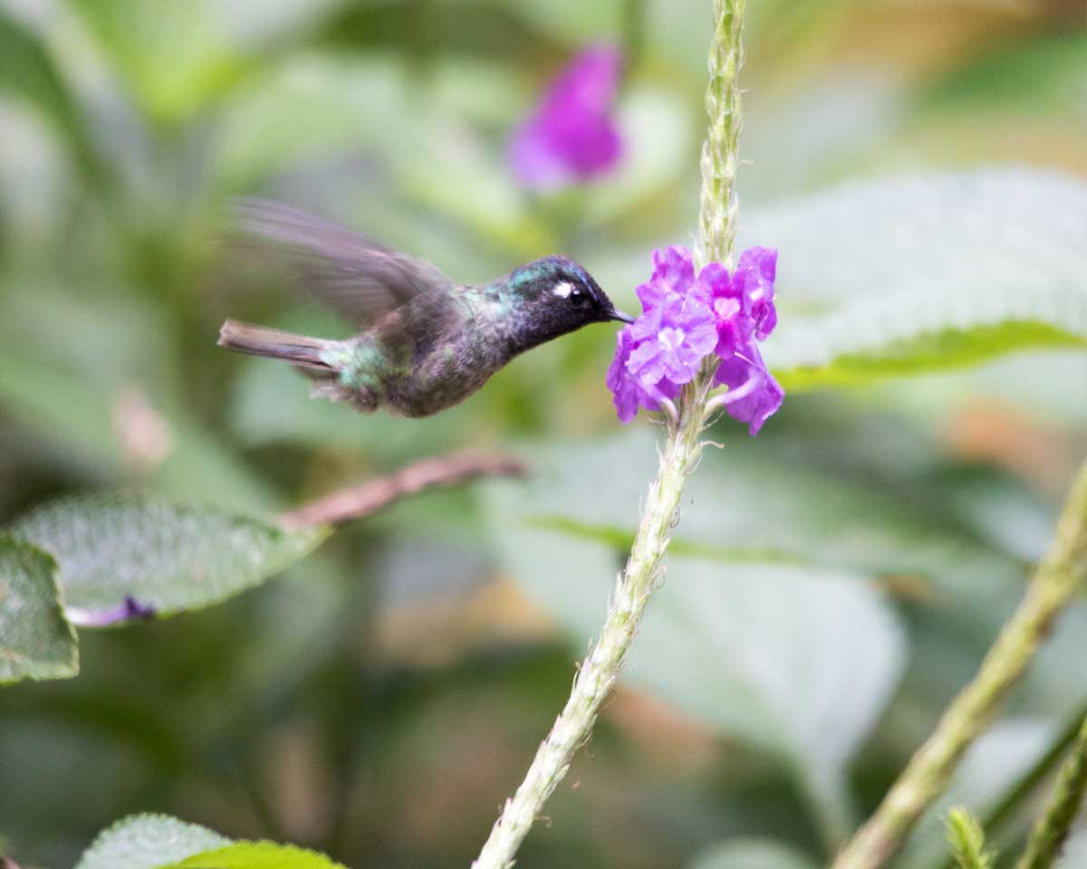 Violet-headed Hummingbird, Copalinga, Ecuador | ©Angela Drake