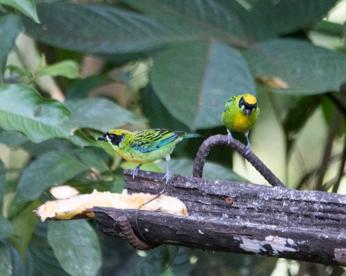 Green and Gold Tanager, Copalinga, Ecuador | ©Angela Drake