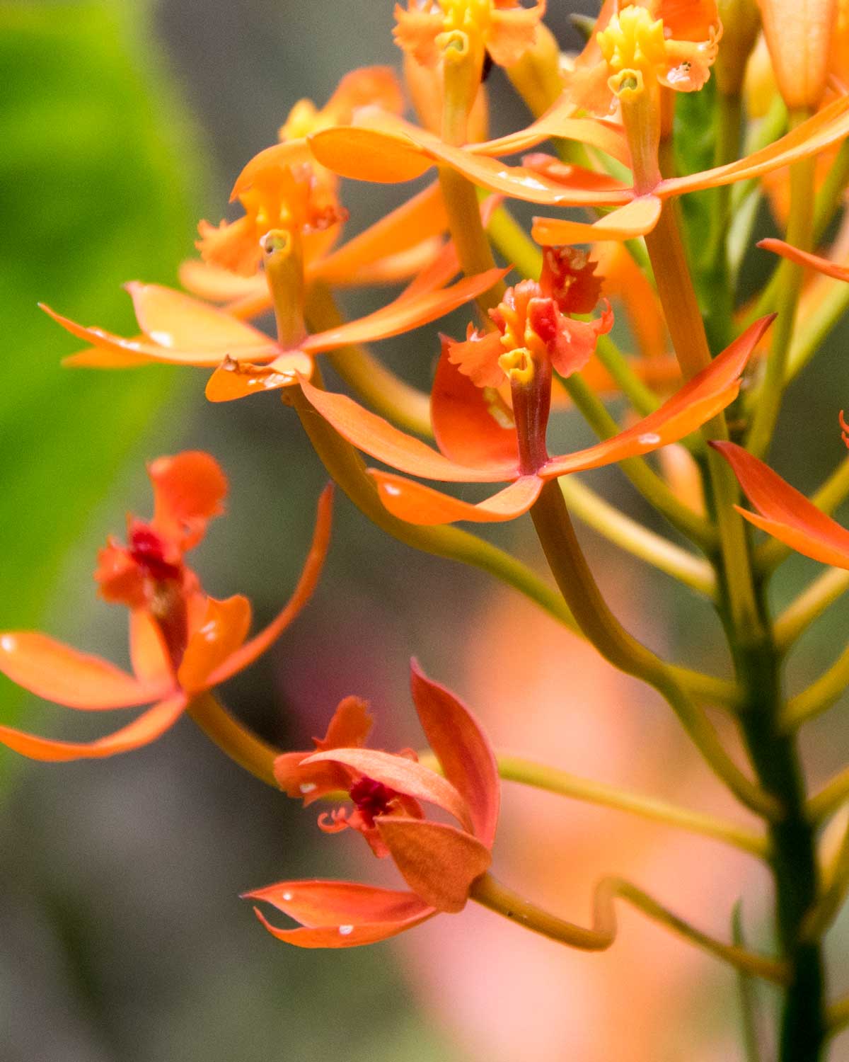 Flor de Cristo Orchid, Copalinga, Ecuador | ©Angela Drake