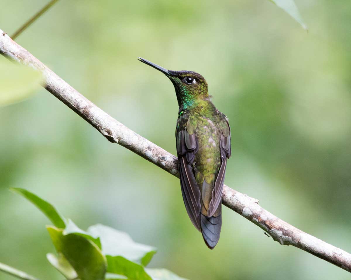Black-throated Brilliant hummingbird, Copalinga, Ecuador | ©Angela Drake