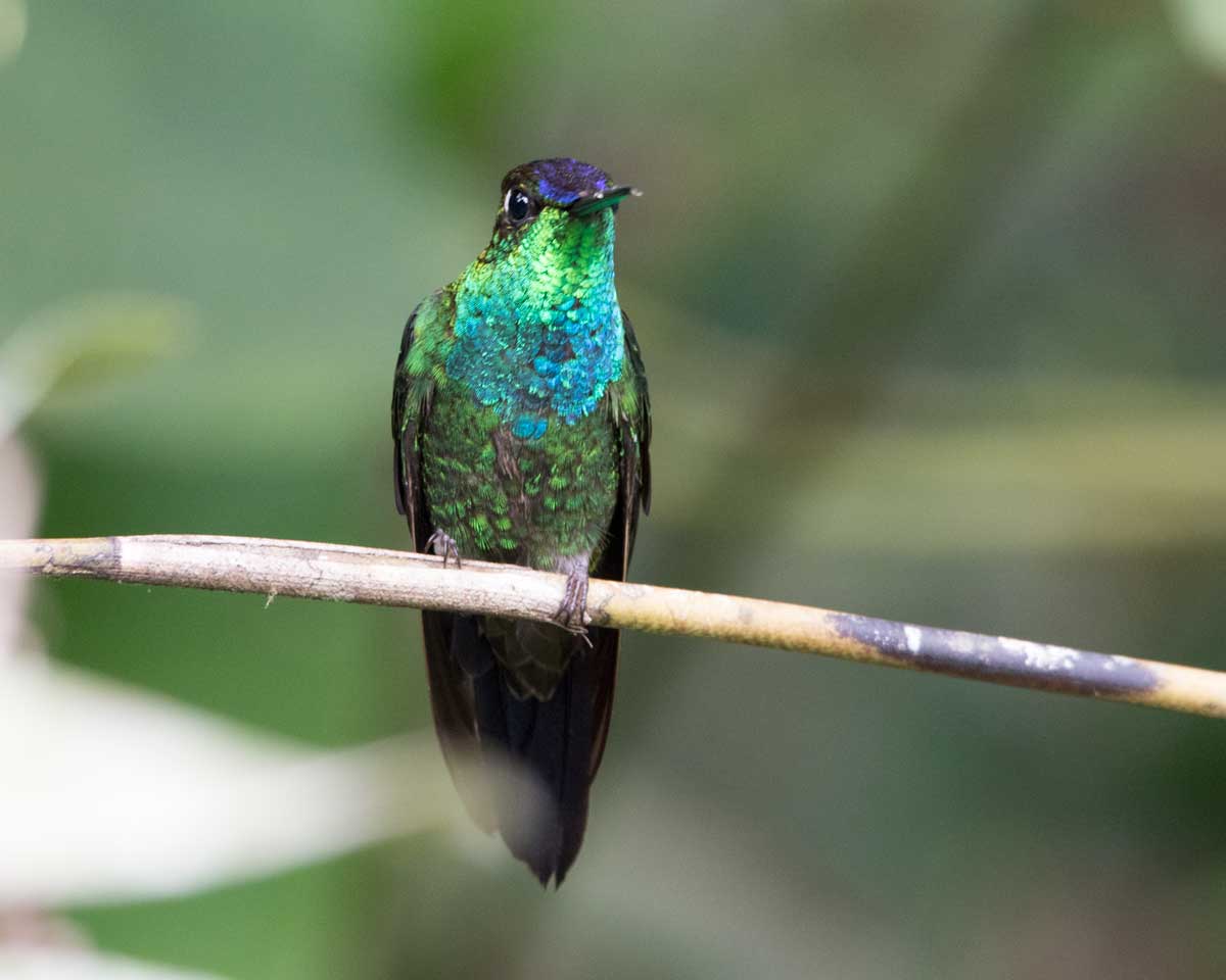 Violet-fronted Brilliant hummingbird, Copalinga, Ecuador | ©Angela Drake