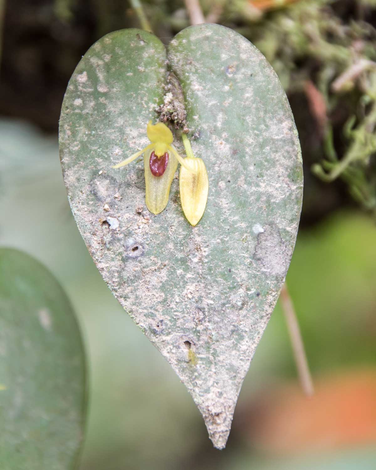 Orchid, Copalinga, Ecuador | ©Angela Drake