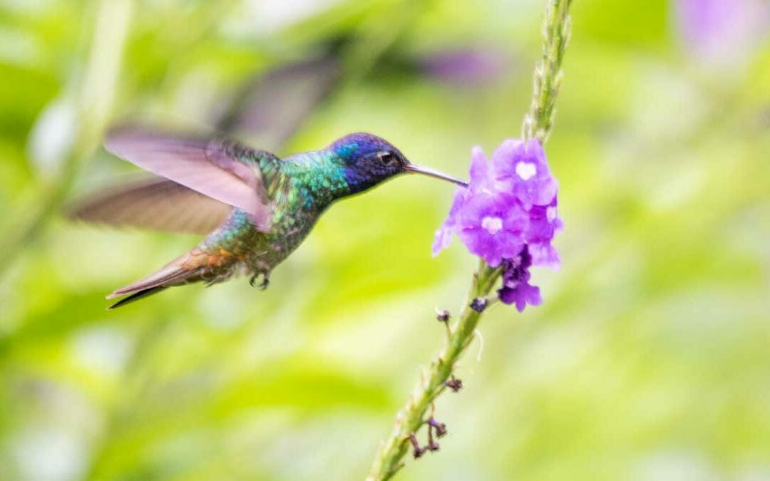 Copalinga Lodge and Reserve: A Jewel of Southern Ecuador