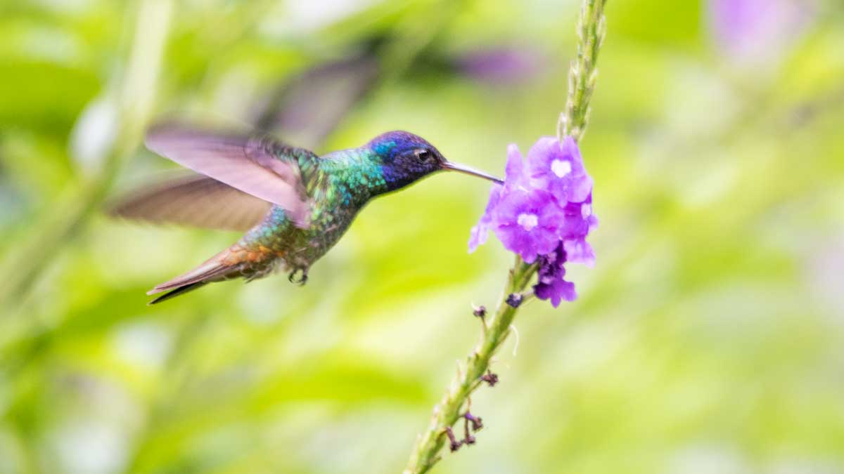 Golden-tailed Sapphire hummingbird, Copalinga, Ecuador | ©Angela Drake