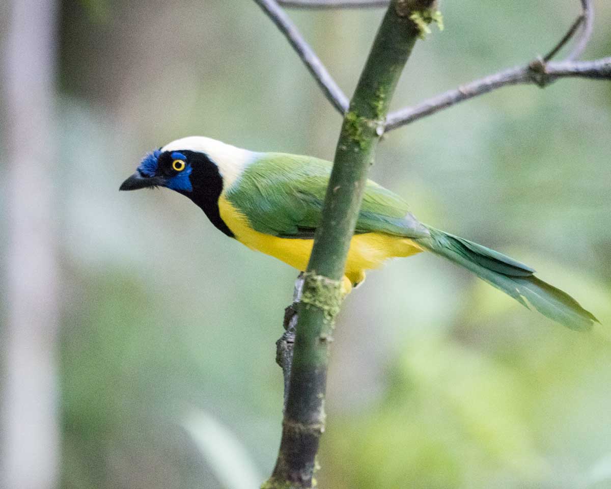 Green Jay, Copalinga, Ecuador | @Angela Drake
