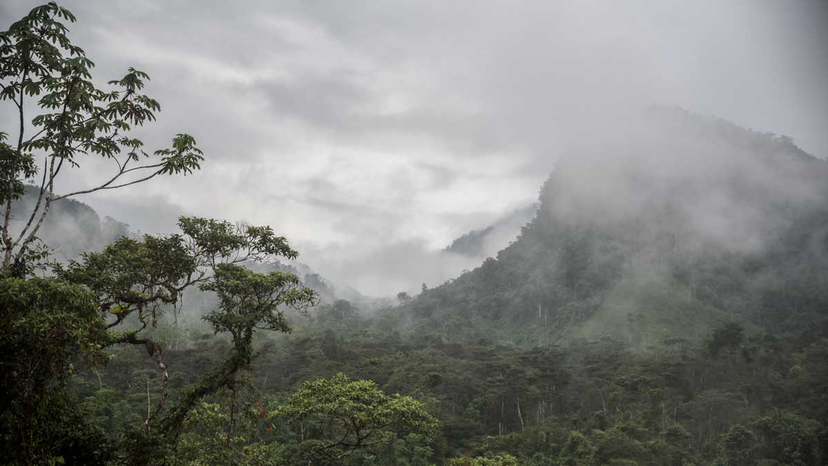 A misty morning leaving Cabañas Yankuam back towards the E-45 | ©Angela Drake