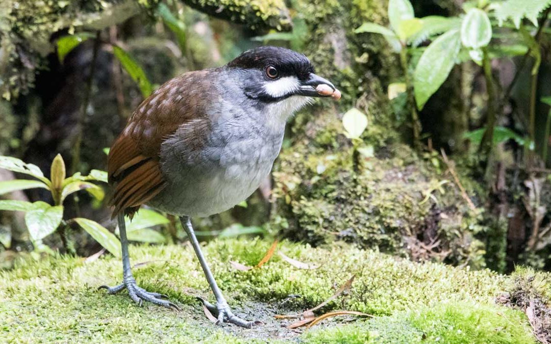 The Quirky Jocotoco Antpitta