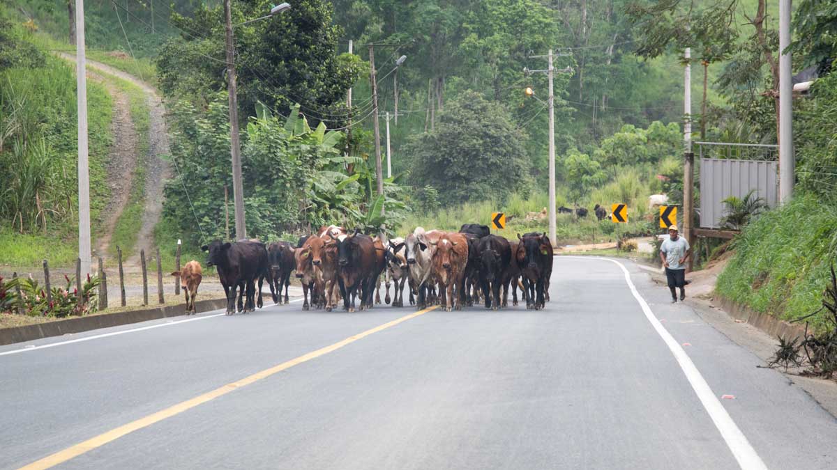 Hazards on the road in Southern Ecuador include herds of cows | ©Angela Drake 