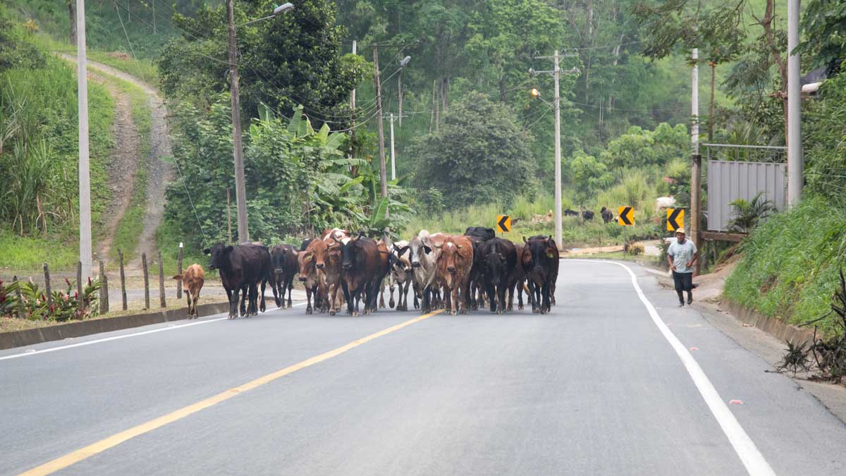 Rural Ecuador is full of surprises... it would be nice if cellphone coverage wasn't one of them. A herd of cows blocks the highway.
