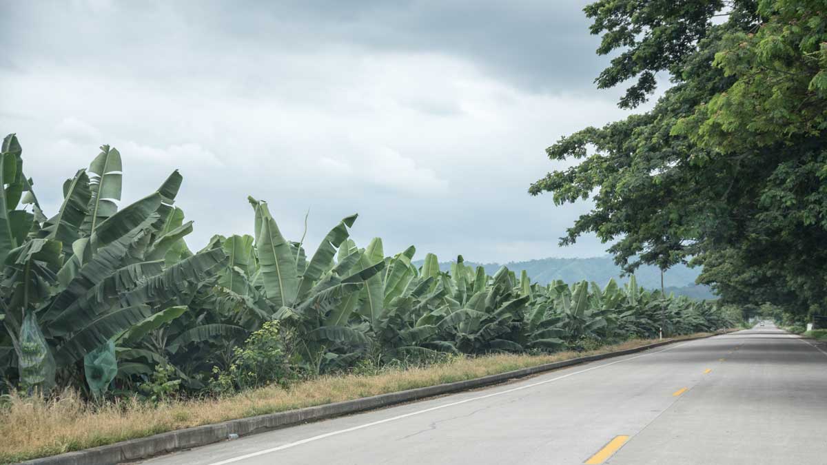Banana Plantations along the E-25 | ©Angela Drake