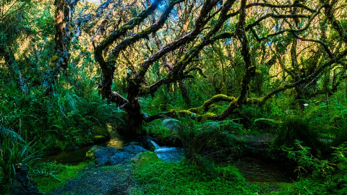 Inside the El Angel Ecological Reserve polylepis grove. |©Ernest Scott Drake