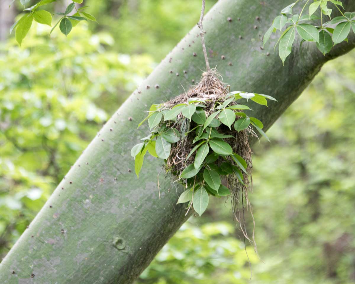 Slated Becard Bird Nest, Jorupe Reserve, Ecuador | ©Angela Drake