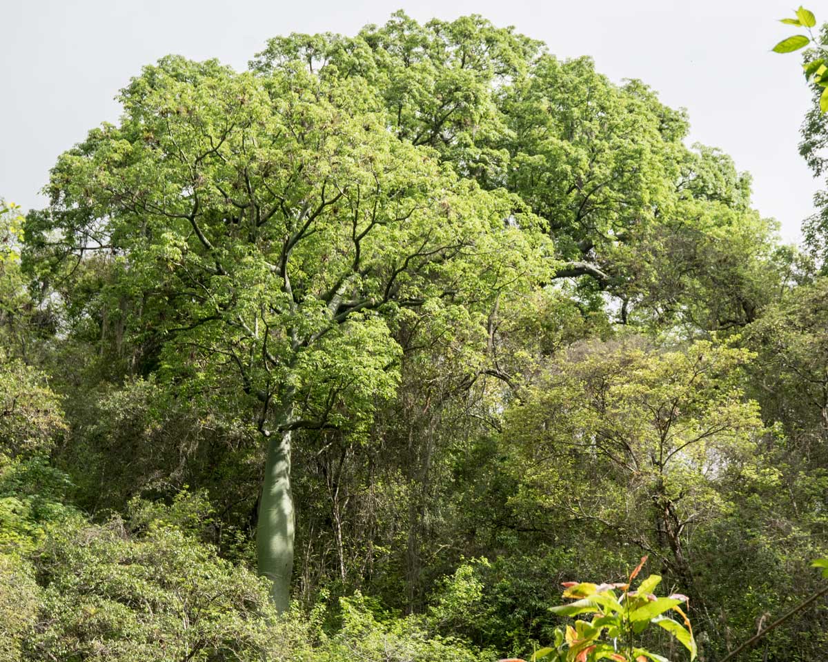 Ceiba Trees, Jorupe Reserve, Ecuador | ©Angela Drake