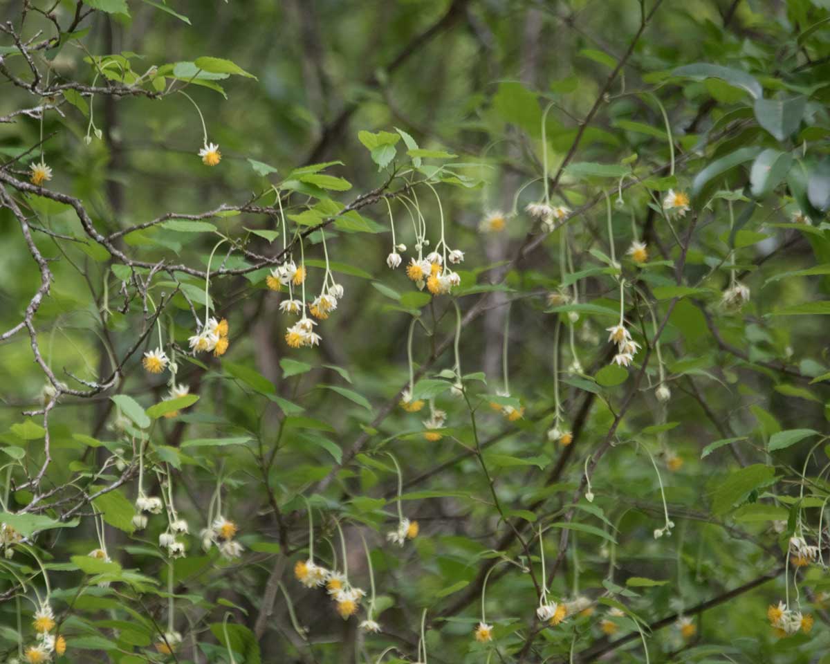 Flowers from the Jorupe Tree, Jorupe Reserve, Ecuador | ©Angela Drake