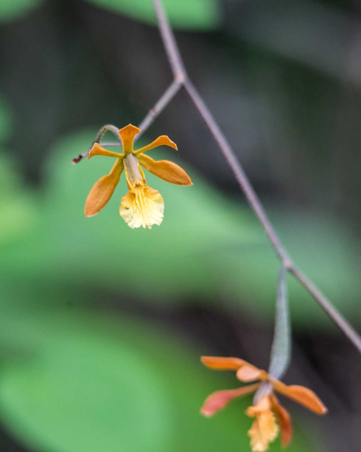Wild Orchid, Jorupe Reserve, Ecuador | ©Angela Drake
