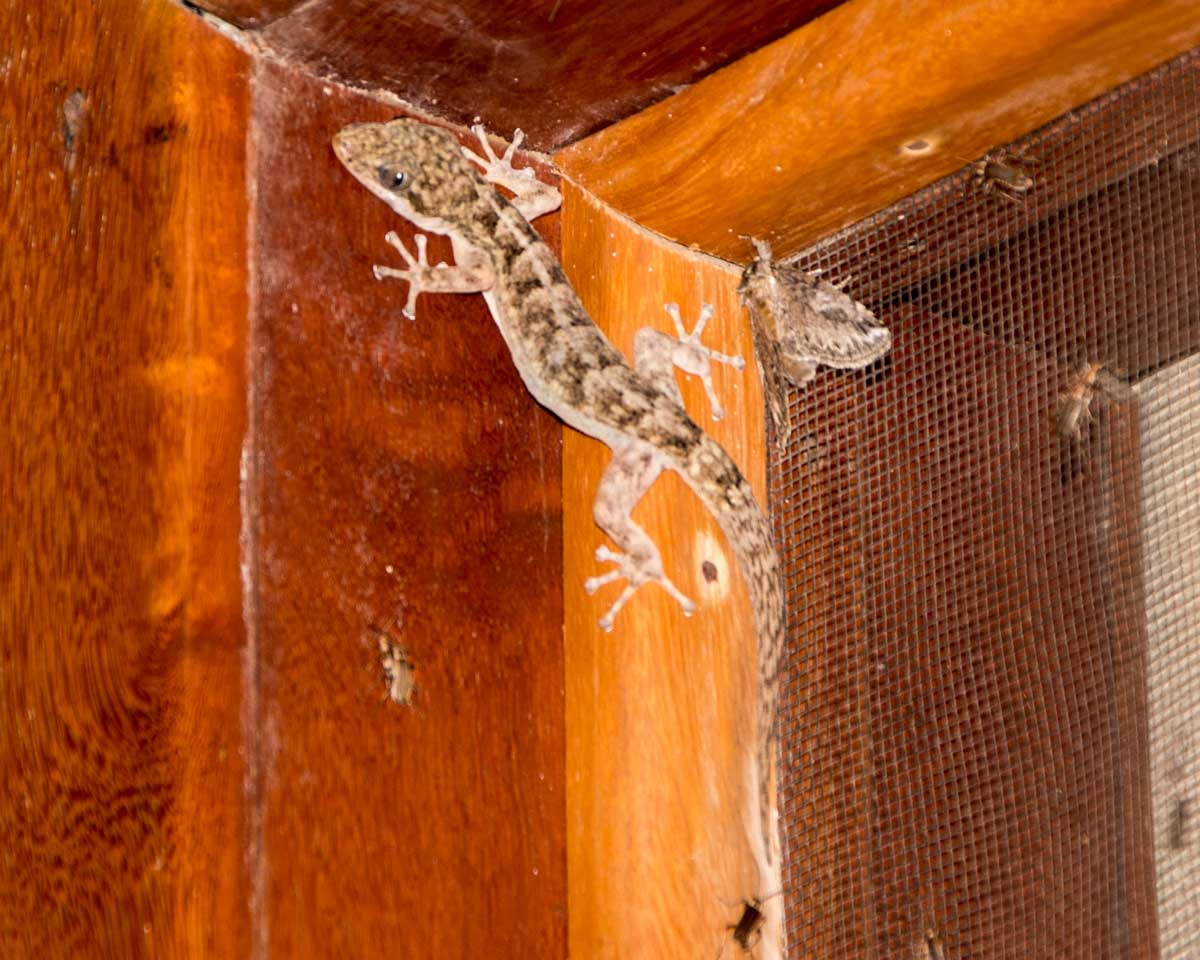 Gecko-like Lizard, Jorupe Reserve, Ecuador | ©Angela Drake