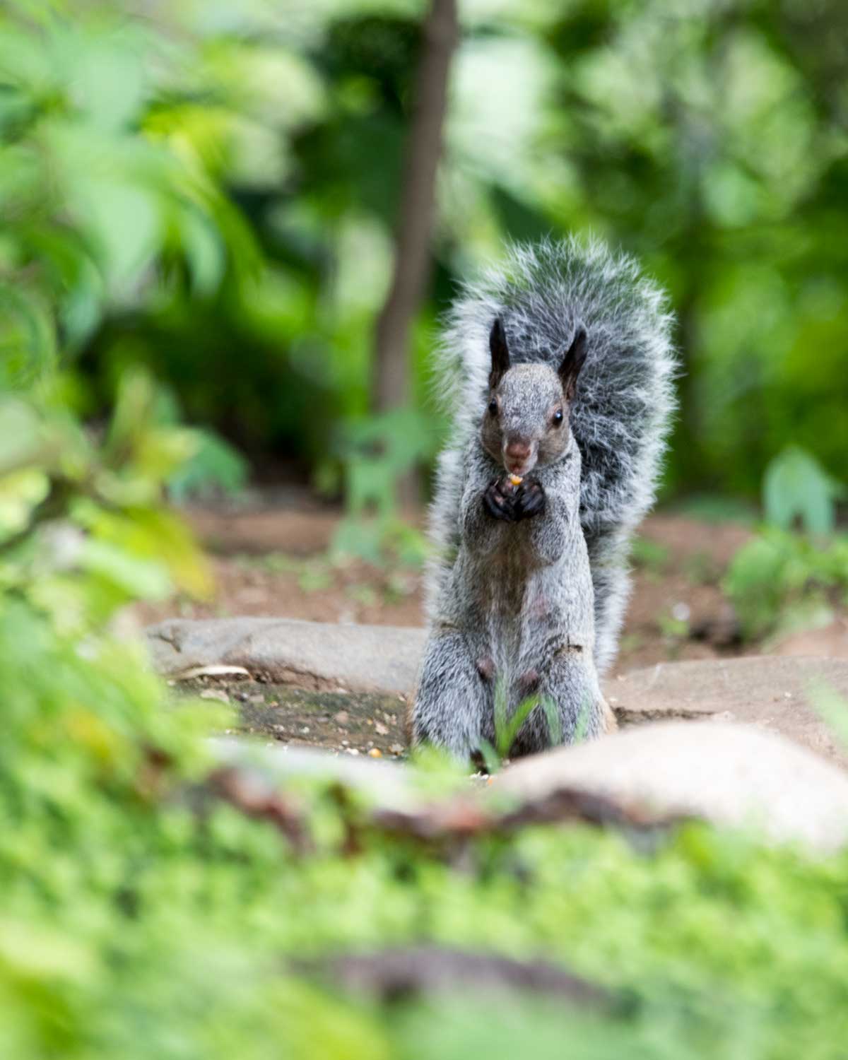 Guayaquil Squirrel, Jorupe Reserve, Ecuador | ©Angela Drake