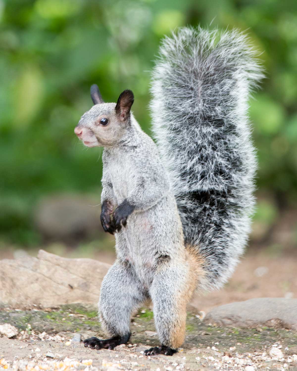 Guayaquil Squirrel, Jorupe Reserve, Ecuador | ©Angela Drake