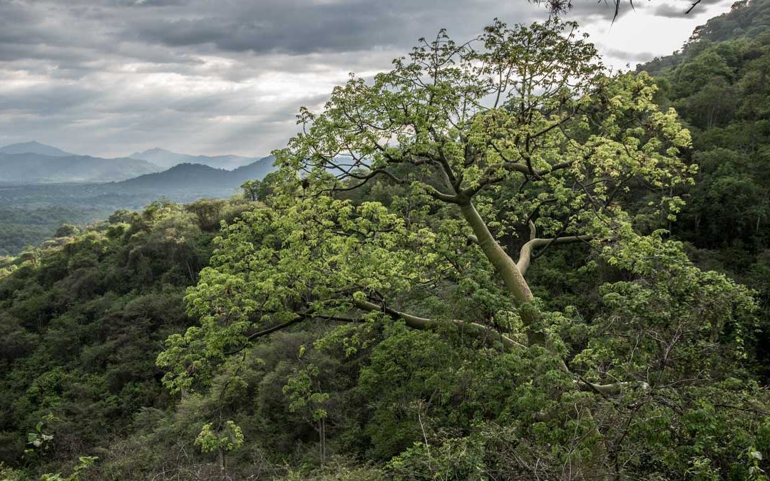 Experience the Dry Forests of the Jorupe Reserve