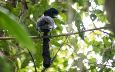 The Bizarre Umbrellabird