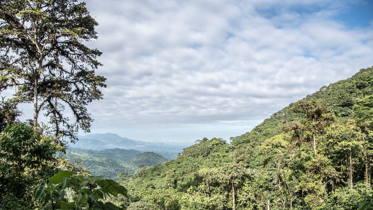 View of native forest and trees in the foreground and distant foothills in the background under a blue sky filled with puffy white clouds with gray undersides.