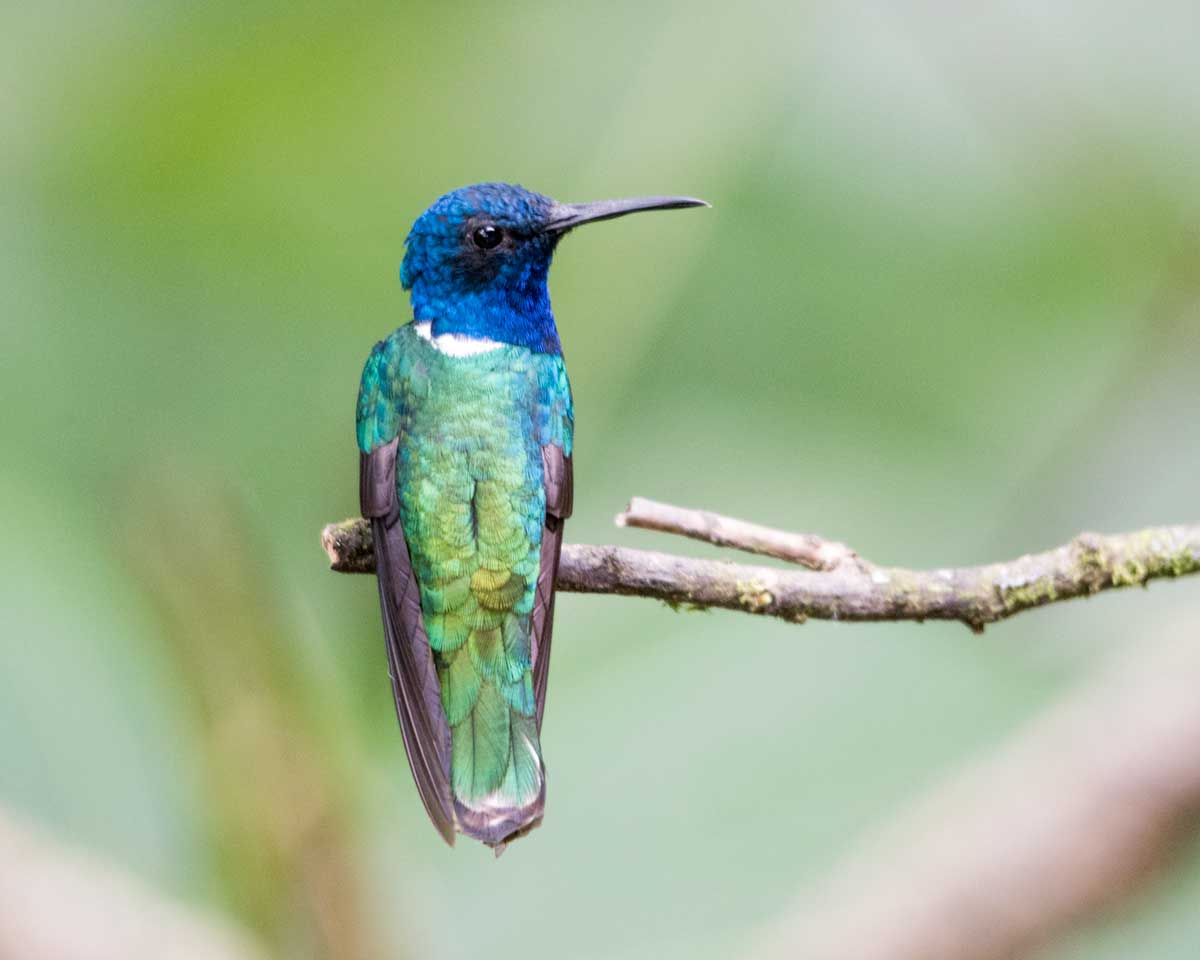 White-necked Jacobin, Umbellabird Lodge, Buenaventura, Ecuador | ©Angela Drake