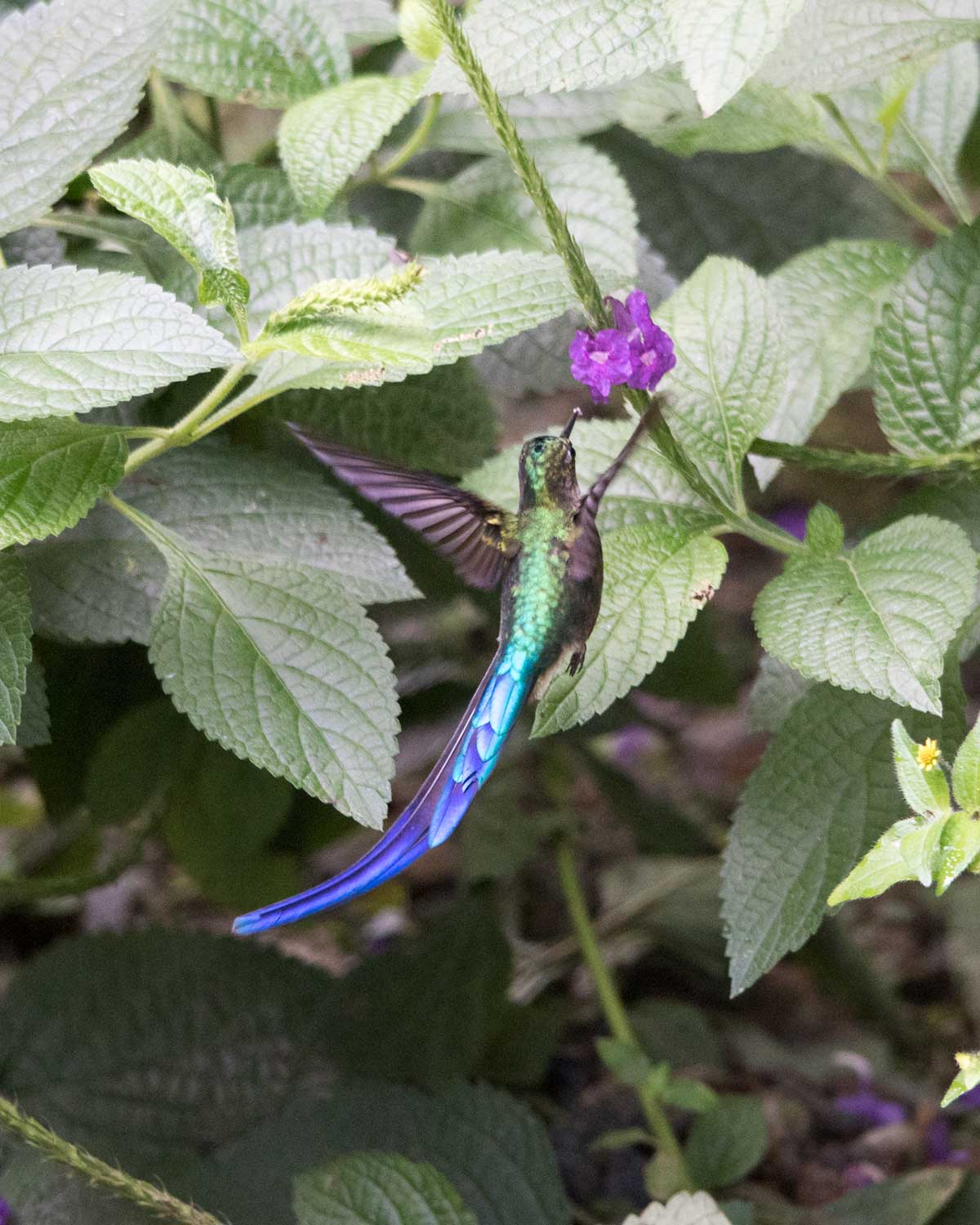 Violet-tailed Sylph, Hummingbird Garden, Piñas, Ecuador | ©Angela Drake