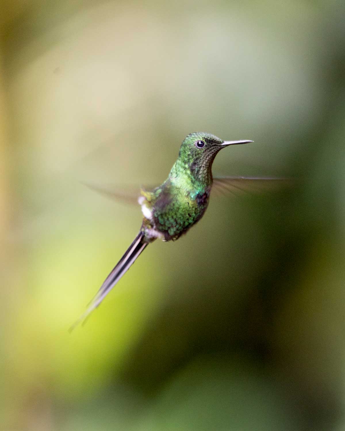 Green Thorntail Hummingbird, Hummingbird Garden, Piñas, Ecuador | ©Angela Drake