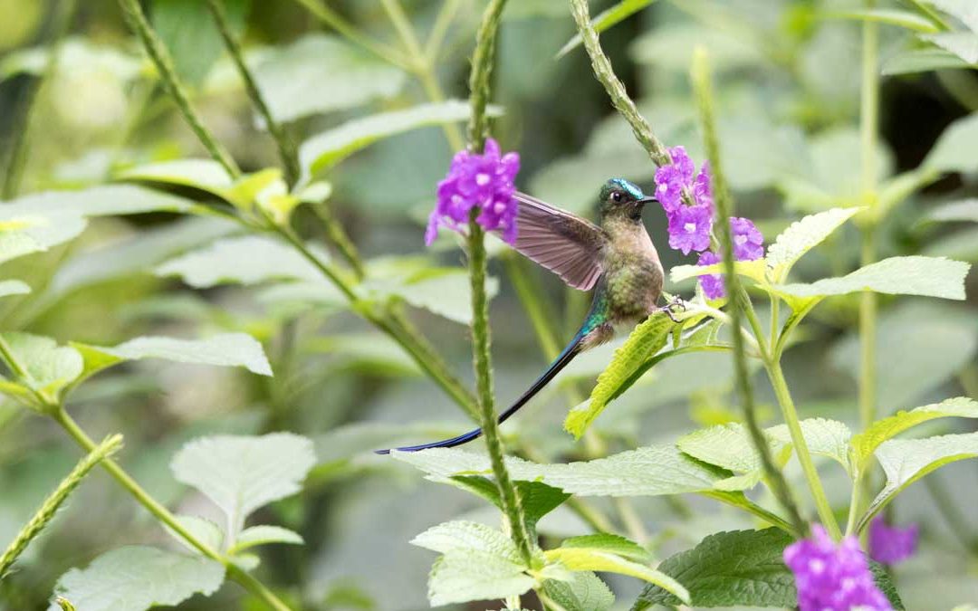 Easy-To-See Hummingbirds in Southern Ecuador!