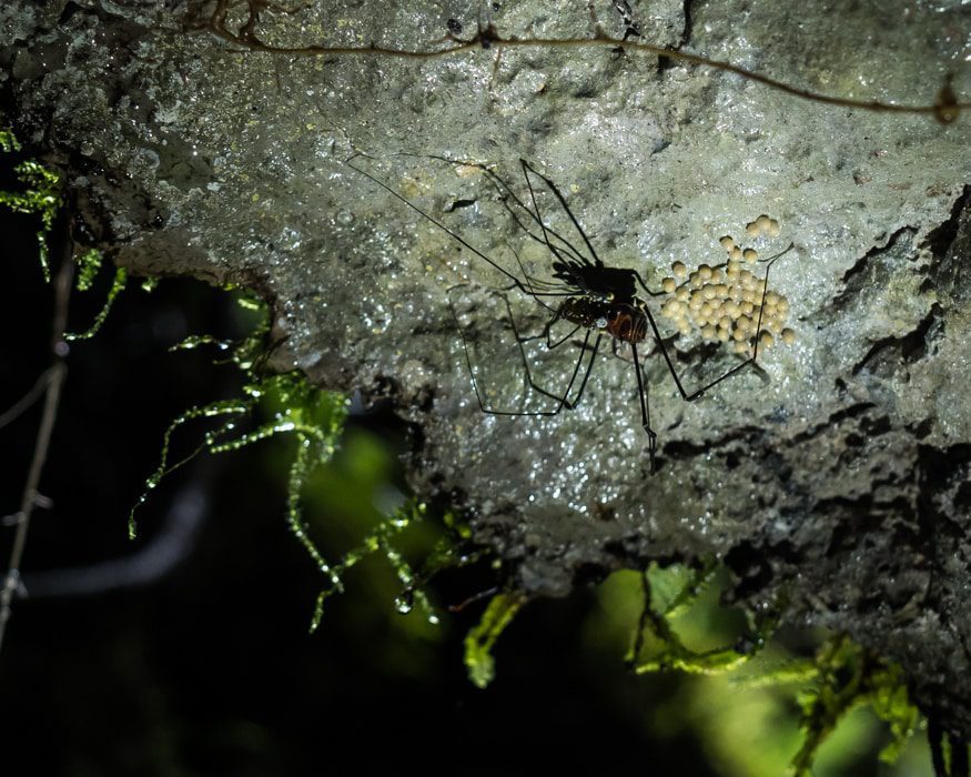 Supposedly this spider has tiny pinchers at the end of its legs, hence the name. |© Ernest Scott Drake