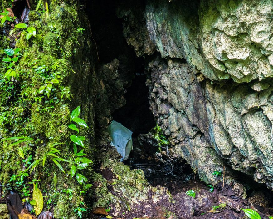 Gone into the Crab Spider cave. |© Ernest Scott Drake