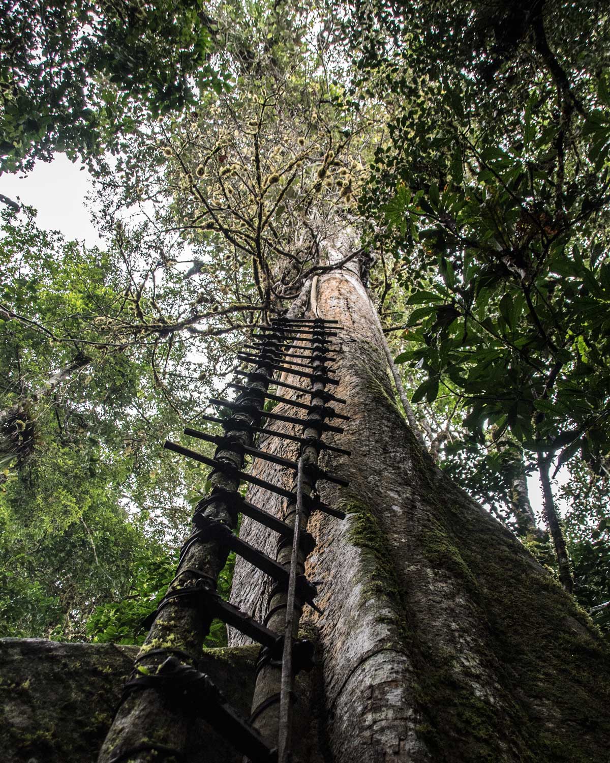 A very challenging, rocky trail thru the forest, Labyrinth of a Thousand Illusions, Ecuador| ©Ernest Scott Drake